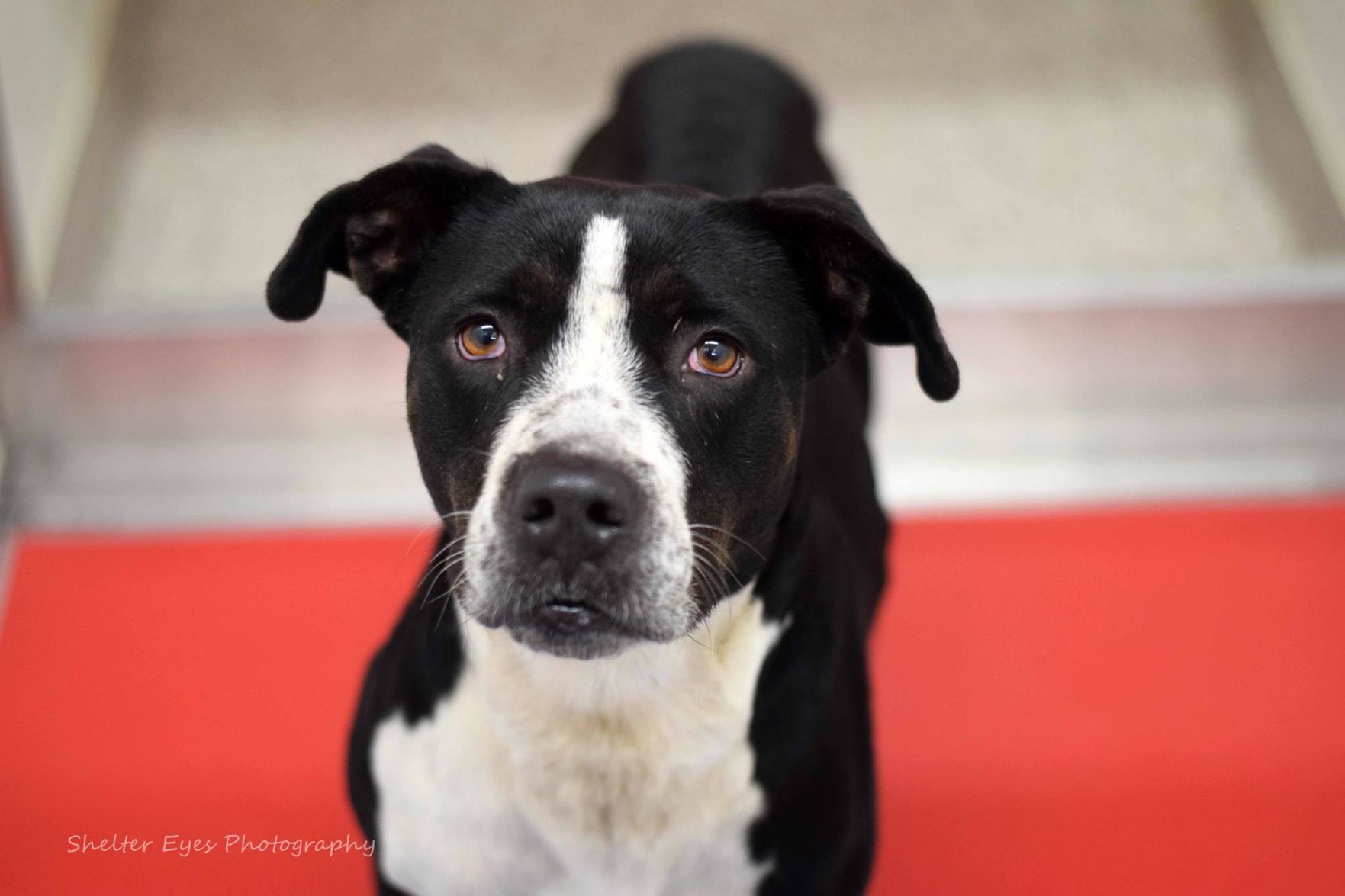 Adopt a friend: Tabitha